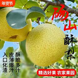 烤梨专用砀山酥梨大小均匀酥脆多汁梨子新鲜梨膏榨汁整颗梨子脆甜