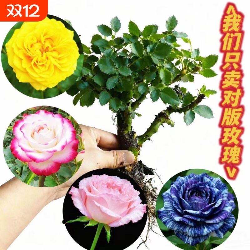 云南玫瑰老桩大苗四季开花浓香绿植阳台庭院盆栽地栽花卉好养易活