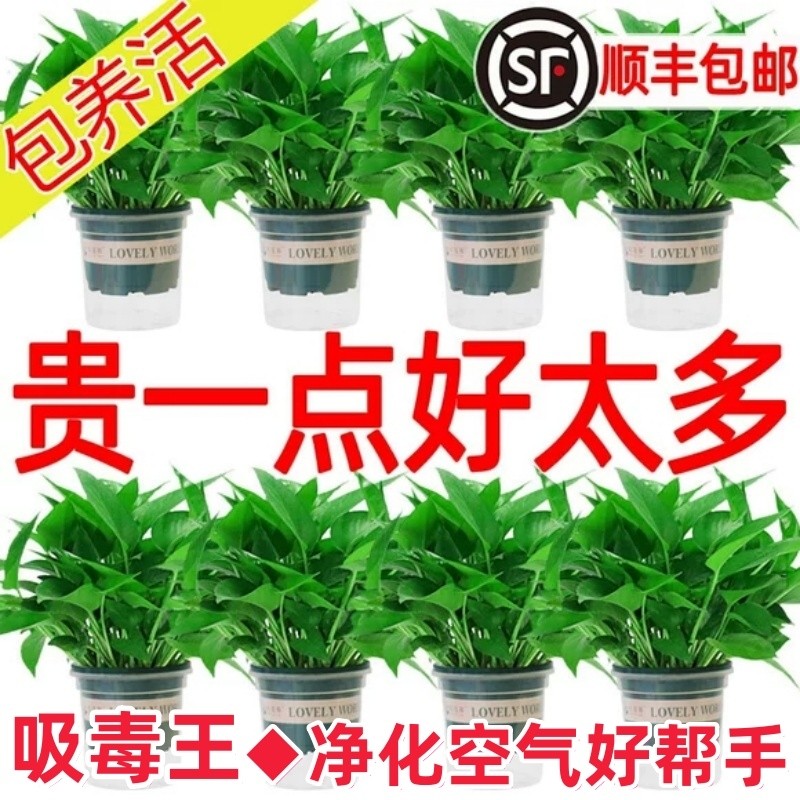 绿萝盆栽室内植物花卉绿植水培长藤垂吊大叶绿箩新房甲醛阳台桌面