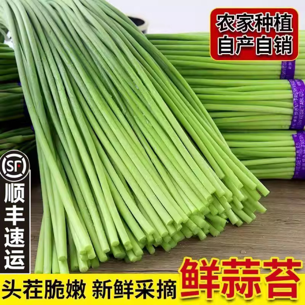 顺丰新鲜蒜苔鲜嫩蒜薹农家自种蒜毫时令蒜苗应季蔬菜蒜心产地直发