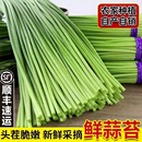 顺丰新鲜蒜苔鲜嫩蒜薹农家自种蒜毫时令蒜苗应季 蔬菜蒜心产地直发