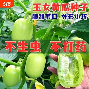 迷你小黄瓜金童玉女水果黄瓜拇指水果黄瓜生吃脆甜春夏季四季种子