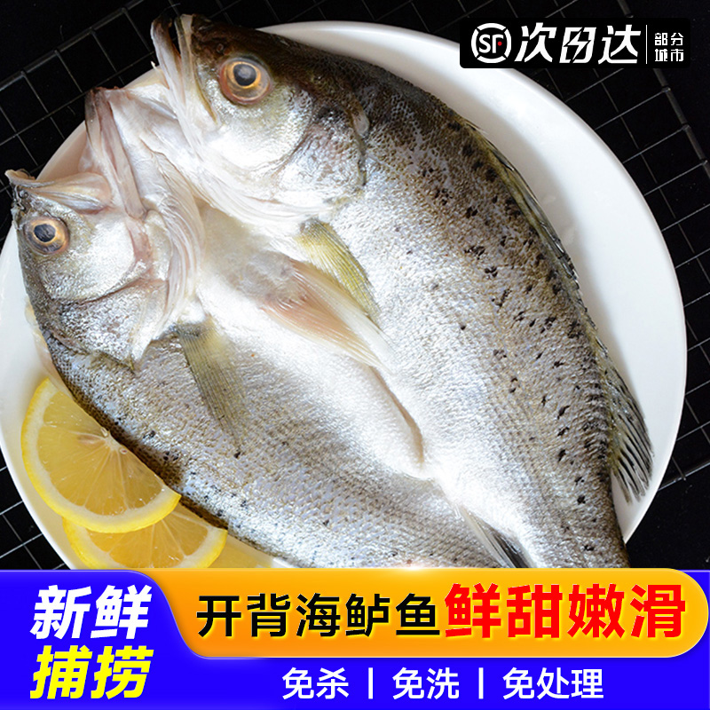 鲈鱼开背新鲜冷冻鲜活深海七星鲈鱼海鱼卢鱼水产烤鱼半成品商用