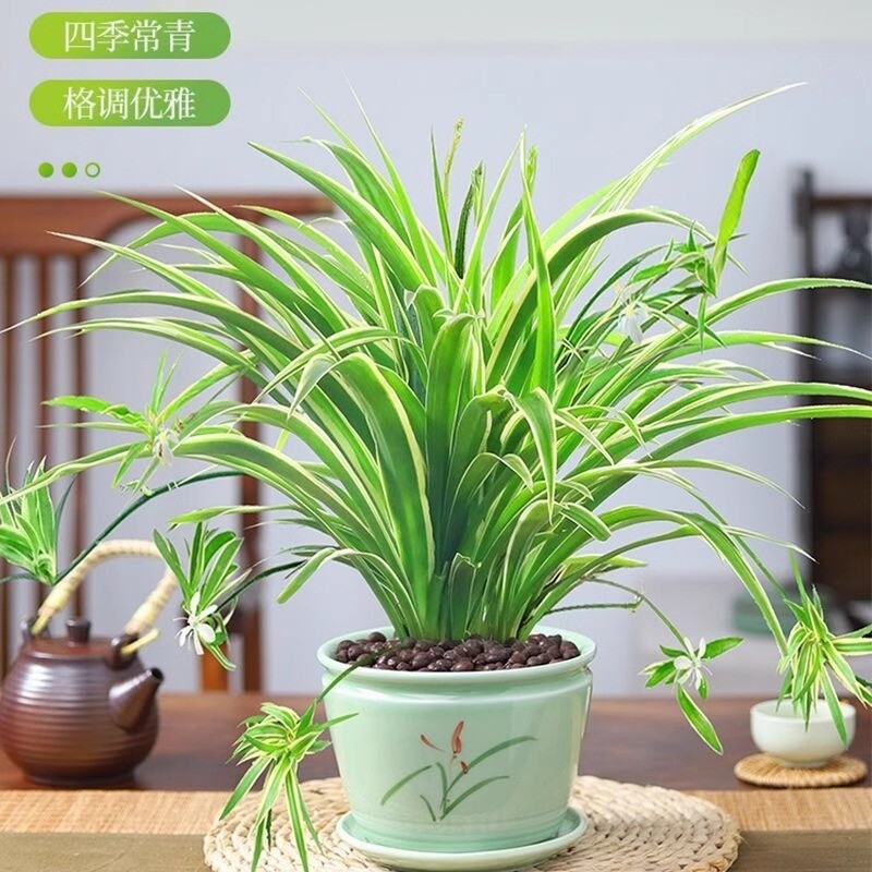 金边吊兰盆栽水培植物大盆吸甲醛办公室内好养花卉垂吊桌面绿植物