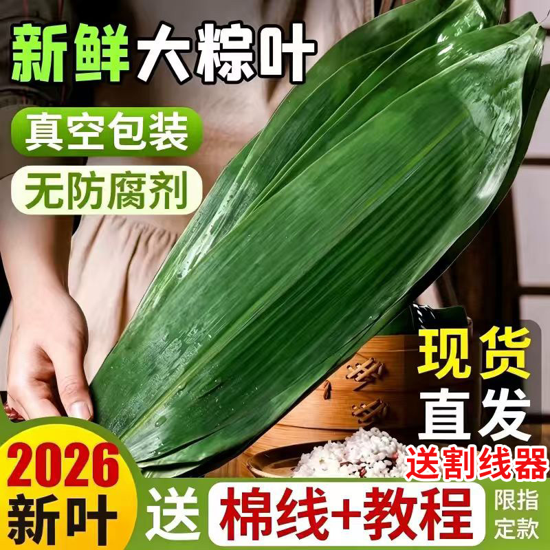粽子叶粽叶免邮新鲜大号新叶宽棕叶干包粽子的叶子批发端午节特大