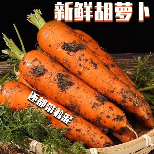 老品种胡萝卜水果萝卜新鲜蔬菜辅食红萝卜现挖带土甜脆多汁发顺丰