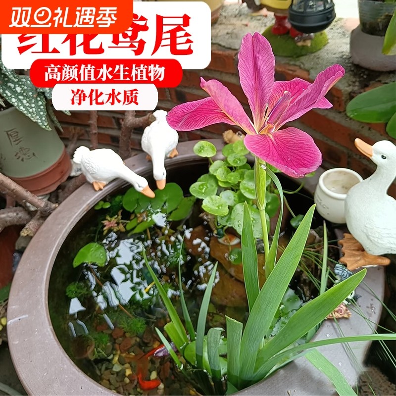 水菖蒲鸢尾红花紫芋水培植物水草净化造景鱼龟缸庭院盆栽鱼缸种植