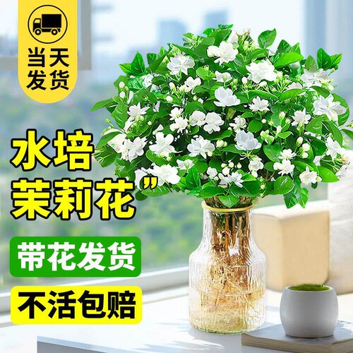 茉莉花水培植物盆栽室内茉莉花卉带花苞绿植九里香四季开花客厅