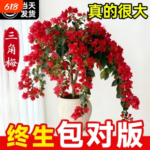 三角梅盆栽重瓣爬藤树苗带花漳红樱老桩四季花卉同安红开花原生