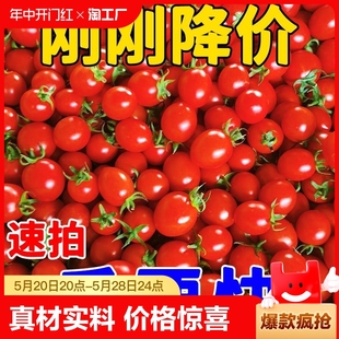 广西新鲜千禧圣女果西红柿小柿子小番茄樱桃当季 特产水果蔬菜整箱