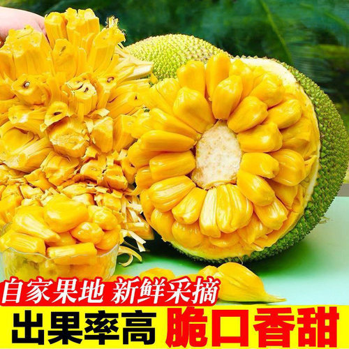 海南黄肉菠萝蜜新鲜采摘整个包邮
