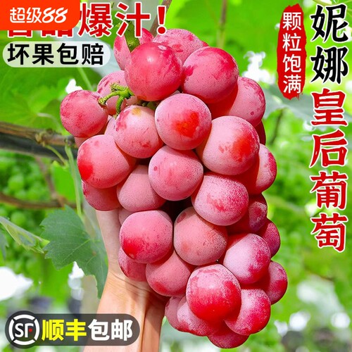 【顺丰包邮】四川西昌妮娜皇后葡萄鲜果无籽红提子特大果新鲜水果