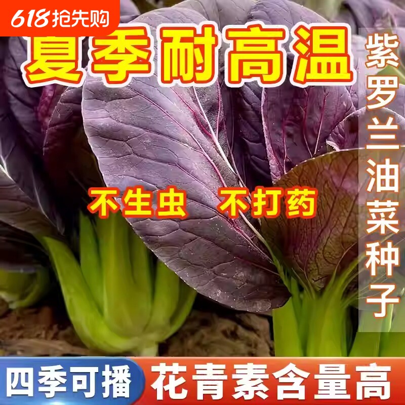 紫妃上海青种子四季小青菜种籽春秋冬季蔬菜籽油菜白菜冰菜水晶