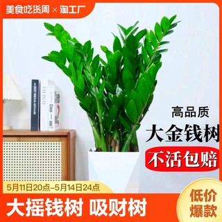 金钱树盆栽植物室内花卉大型客厅好养绿植大摇钱招财小发财树开业