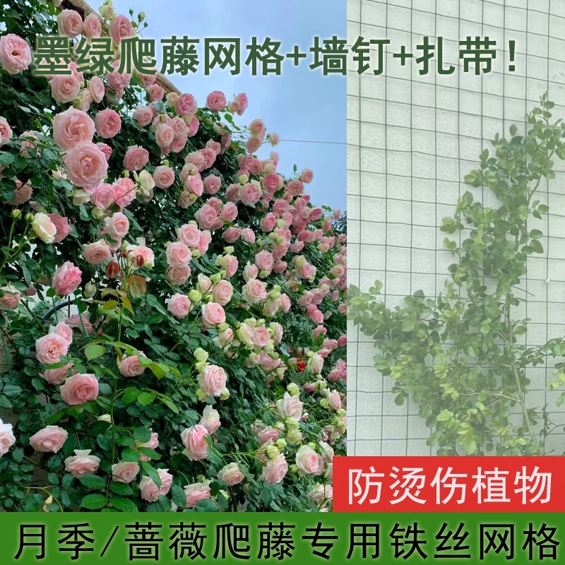 爬藤网植物攀爬网月季爬藤网图片