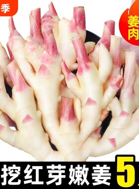 2026年嫩姜仔姜新姜山东红芽姜鲜生姜批发做泡糖醋姜应季蔬菜食用