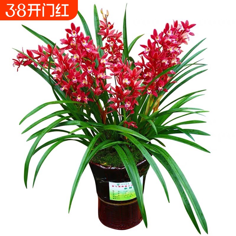 夏带花苞名贵兰花苗建兰荣华富贵浓香好养花卉室内绿植盆栽