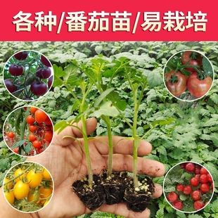 蔬菜苗大全秧苗辣椒茄子番茄黄瓜丝瓜南瓜西瓜苦瓜西葫芦西红柿苗