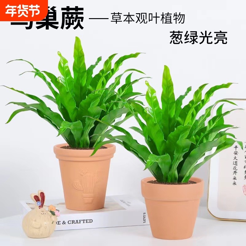 鸟巢蕨盆栽蕨类室内观叶绿植花卉客厅桌面植物四季办公桌庭院卧室,鲜花速递/花卉仿真/绿植园艺,绿植,淘宝优惠券,粉丝福利购,淘宝优惠卷