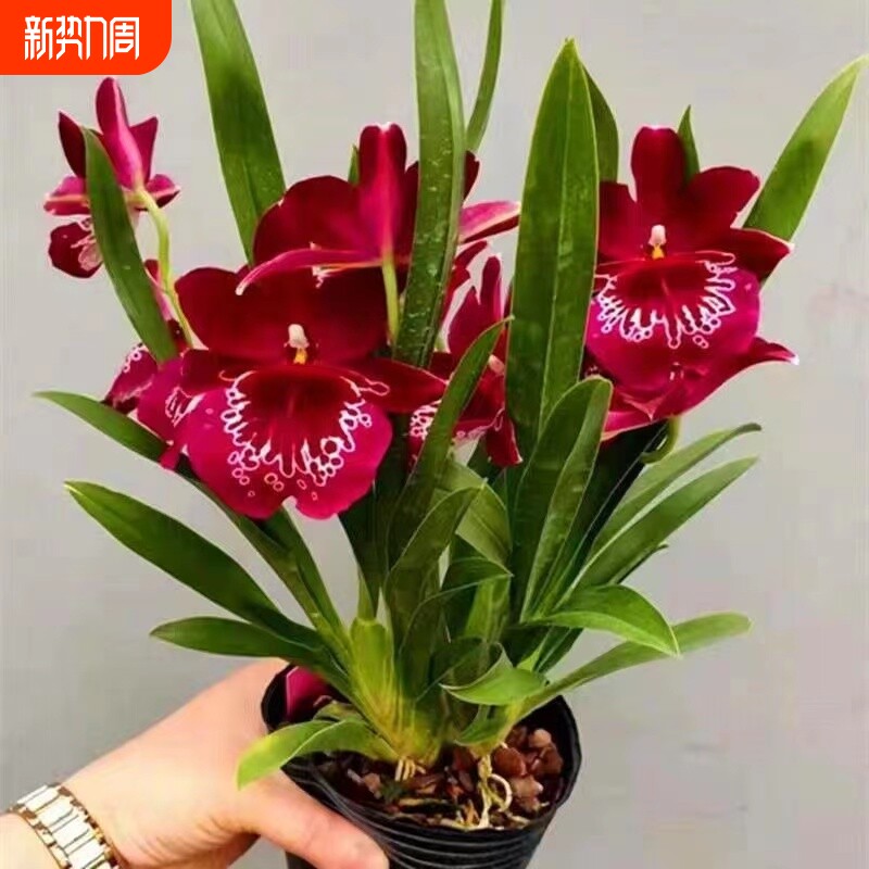 超低价中国红文心兰开花特香室内盆栽花卉绿植客厅花期