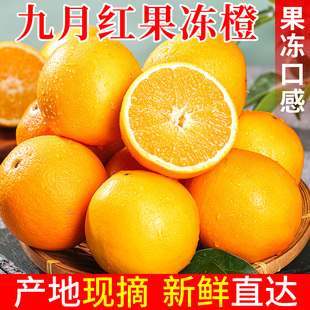 正宗秭归九月红果冻橙现摘新鲜时令水果脐橙当季水果橙子整箱包邮