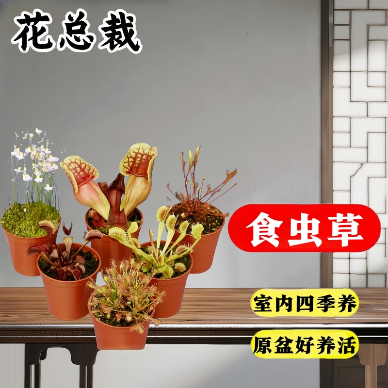 红瓶猪笼草食虫植物小虫草