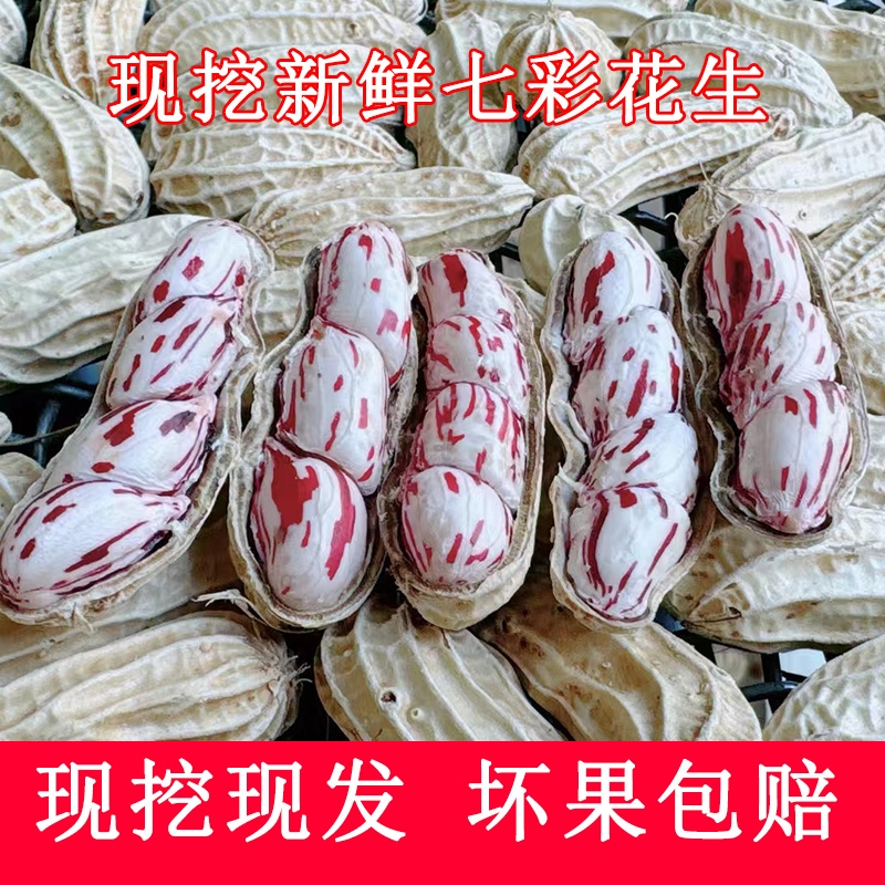 2025年云南現(xiàn)挖帶殼新鮮現(xiàn)拔七彩無泥濕五彩花生5斤花生奶油花生