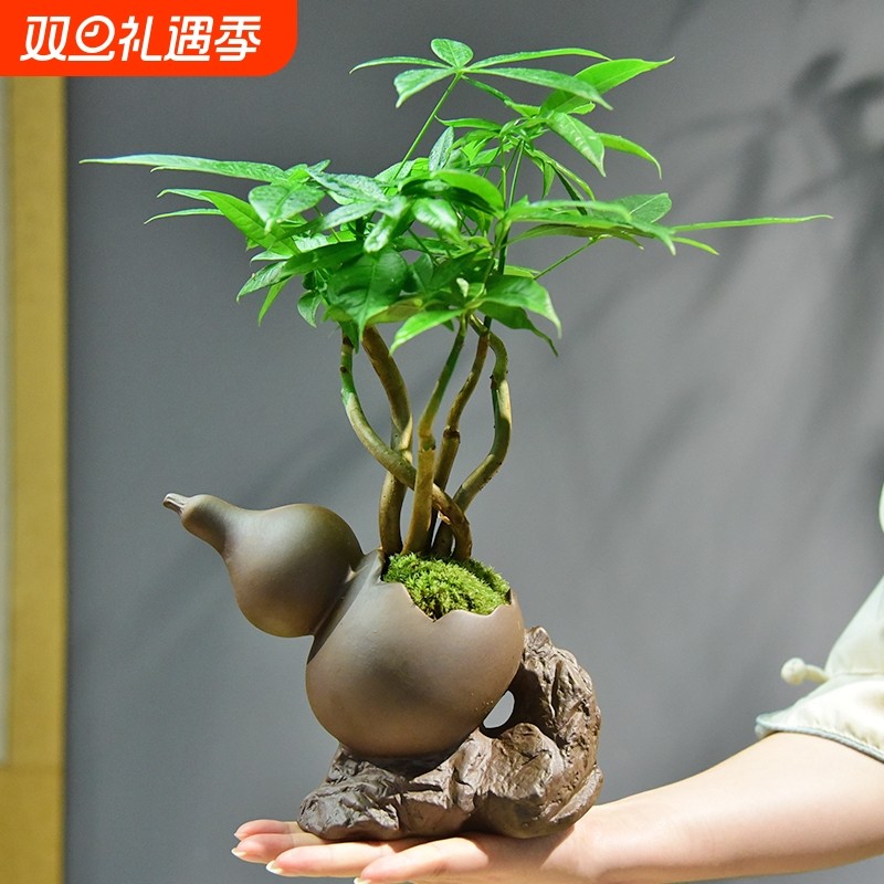 发财树盆栽室内盆景绿植客厅桌面四季常青好养乔迁装饰植物摆件