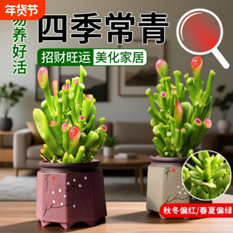 多肉植物吸财树钱串桃蛋室内组合花卉肉肉植物招财玉坠熊童子阳台,鲜花速递/花卉仿真/绿植园艺,多肉植物,淘宝优惠券,粉丝福利购,淘宝优惠卷