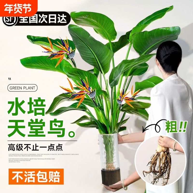 水培植物天堂鸟客厅旺宅绿植办公室水养鹤望兰四季吸甲醛室内盆栽,鲜花速递/花卉仿真/绿植园艺,绿植,淘宝优惠券,粉丝福利购,淘宝优惠卷