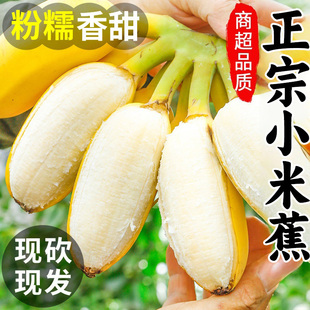 粉蕉9斤 包邮 小米蕉正宗香蕉5斤新鲜水果当季 整箱自然熟小米蕉芭蕉