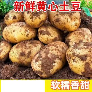 2026年当季 新鲜现挖黄心沙面农家土豆高山种植粉糯马铃薯小土豆