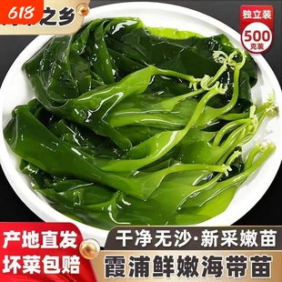 霞浦海带嫩苗新鲜盐渍海带苗火锅凉拌食材脆嫩特级嫩芽小海带美味