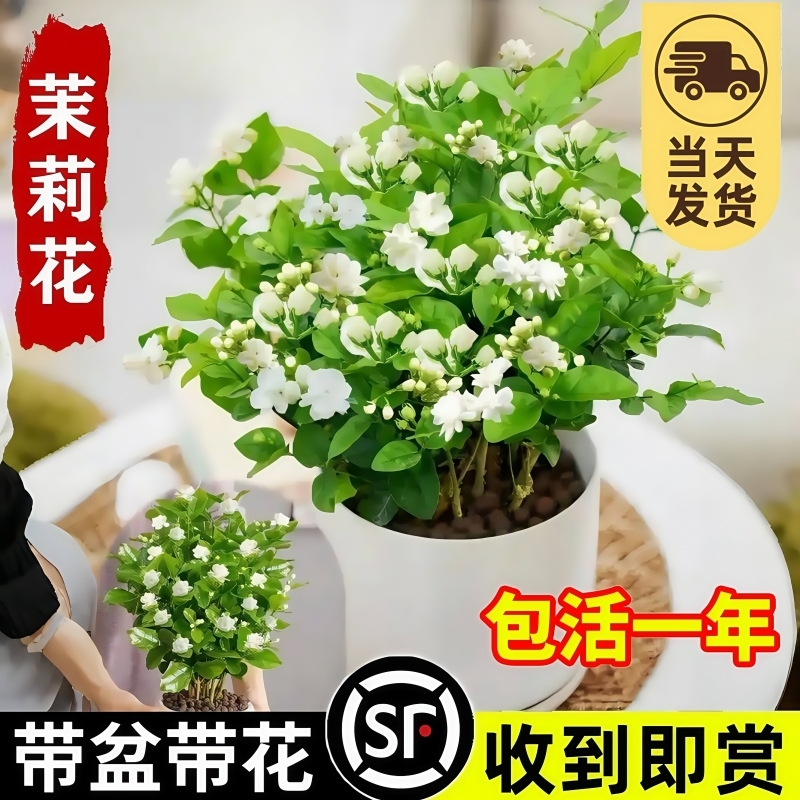 茉莉花苗盆栽带花苞九里香老桩驱蚊水培栀子花卉绿植物室内四季开