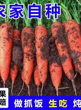 正宗山东胡萝卜新鲜现挖生吃脆甜农家自种整箱装可生食5斤当季