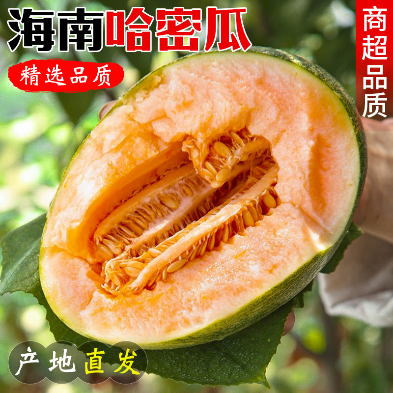 正宗海南哈密瓜爆甜新鲜现摘现发网纹哈密瓜脆甜可口西州密瓜包邮