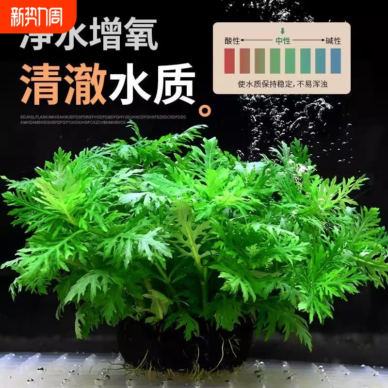 水草坨草植物活体鱼缸懒人造景全套餐培绿植无需底砂生态净化水质