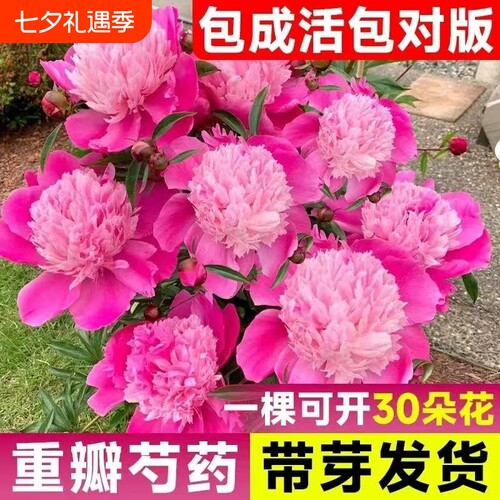 芍药花苗重瓣带芽大苗鲜花四季开花卉牡丹花种根盆栽植物大花带花