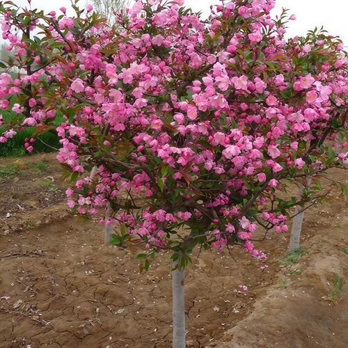 海棠树苗庭院地栽大树北美垂丝西府花卉四季耐寒开花植物室外北方
