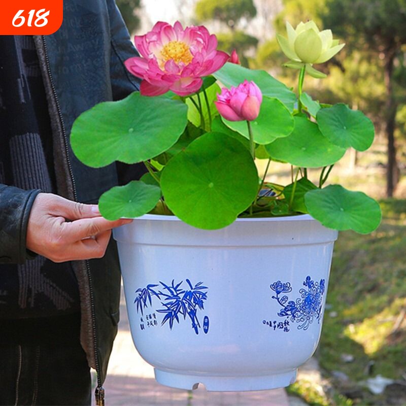 鱼缸水草碗莲水培植物种子四季开花水生植物盆栽无土淡水好养