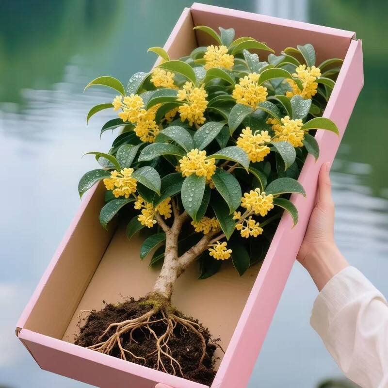 桂花树苗盆栽室内花卉植物金桂丹桂庭院大树浓香型绿植开花四季桂图片