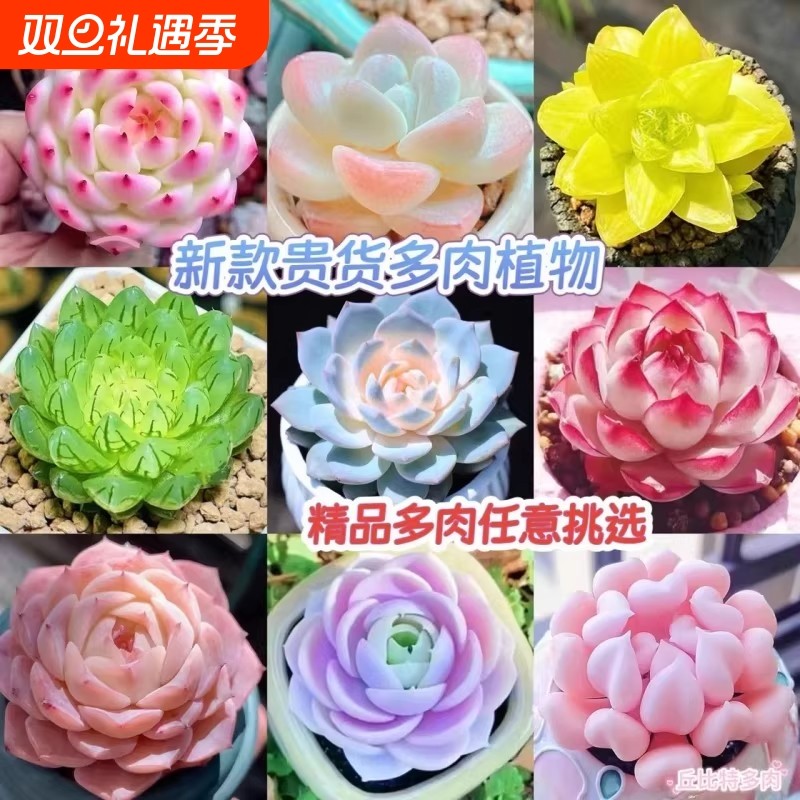 多肉盆栽带盆好养侧影法兰西玫瑰植物多头群生桌面阳台吉娃娃火祭