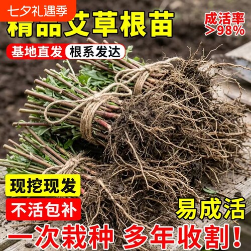 新鲜艾草苗艾草根盆栽整棵带杆四季栽种驱蚊艾蒿绿植物泡澡大艾叶