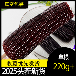 黑色糯玉米新鲜现摘黑紫鲜玉米代餐黑糯玉米黑玉米棒东北黑糯玉米