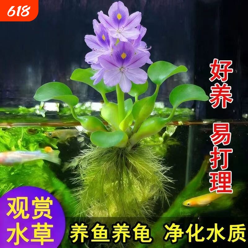 凤眼莲水草浮萍鱼缸乌龟虾花卉鱼池塘净化水生植物种苗莲花水葫芦
