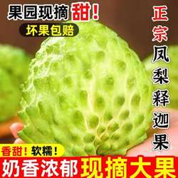 攀枝花牛奶凤梨释迦果新鲜番荔枝鲜水果老树现摘香甜奶香产地直发