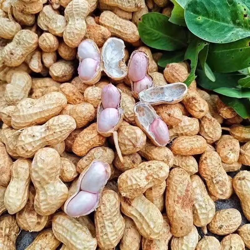 新货2025年新鲜湿花生粉皮带薄皮壳带泥新小花生带泥水煮现挖蔬菜
