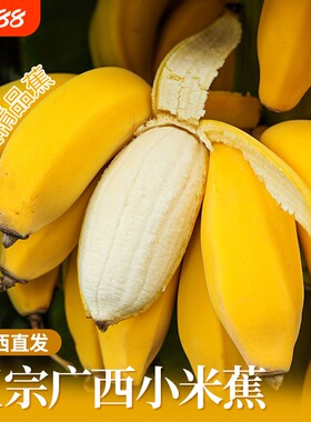 广西小米蕉当季新鲜水果自然熟