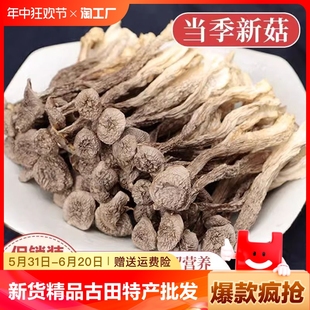 2024精品鹿茸菇古田特产干货鹿茸菌批发无硫新鲜煲汤菌类营养人工