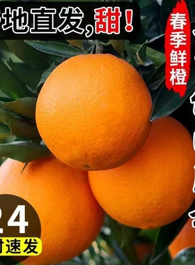 正宗伦晚脐橙春橙秭归橙子当季新鲜水果整箱果冻甜榨汁大果现摘